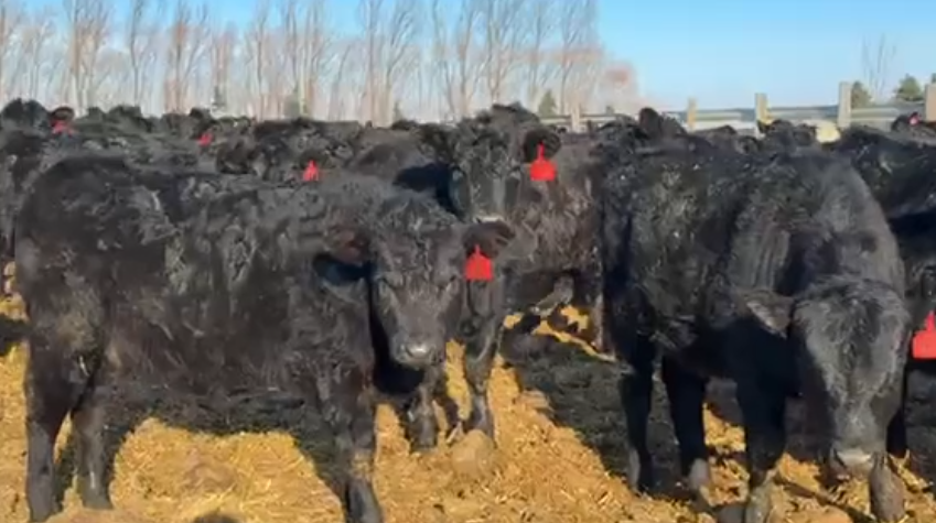 Bangs Vaccinated, Home Raised, No brands, 650 – 700 lbs!-BS116A6